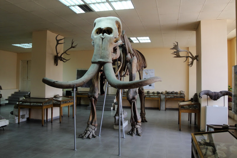 Mammuthus Armeniacus в ереванском Геологическом музее, источник: vahemart.livejournal.com